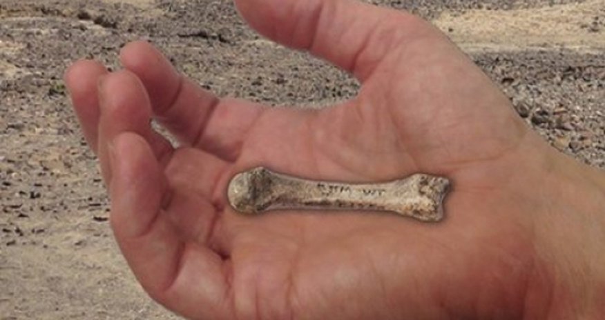 Old bone dates human hand evolution Old bone dates human hand evolution