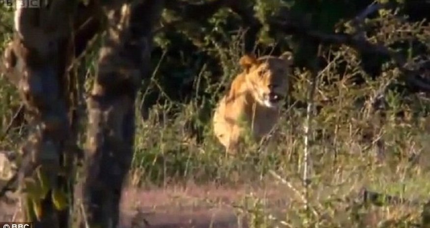 Men stealing meat from lions - PHOTO+VIDEO Men stealing meat from lions - PHOTO+VIDEO