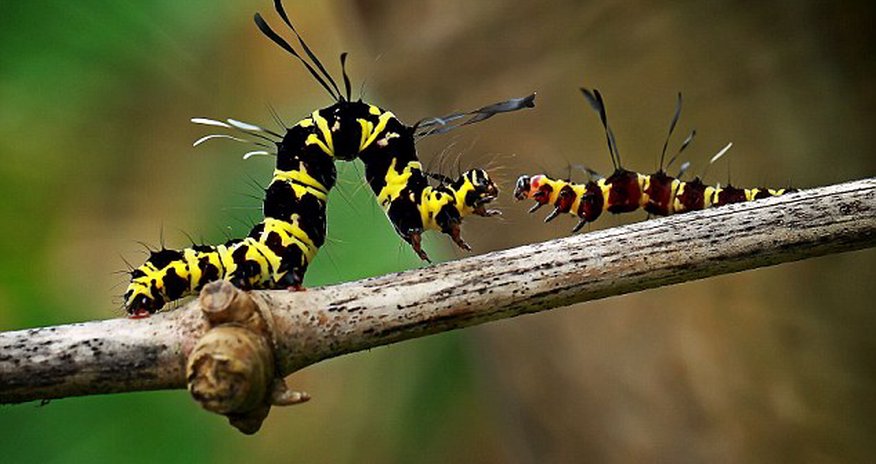 Creepy-crawlie tells rival, 'get off my branch' - PHOTO Creepy-crawlie tells rival, 'get off my branch' - PHOTO