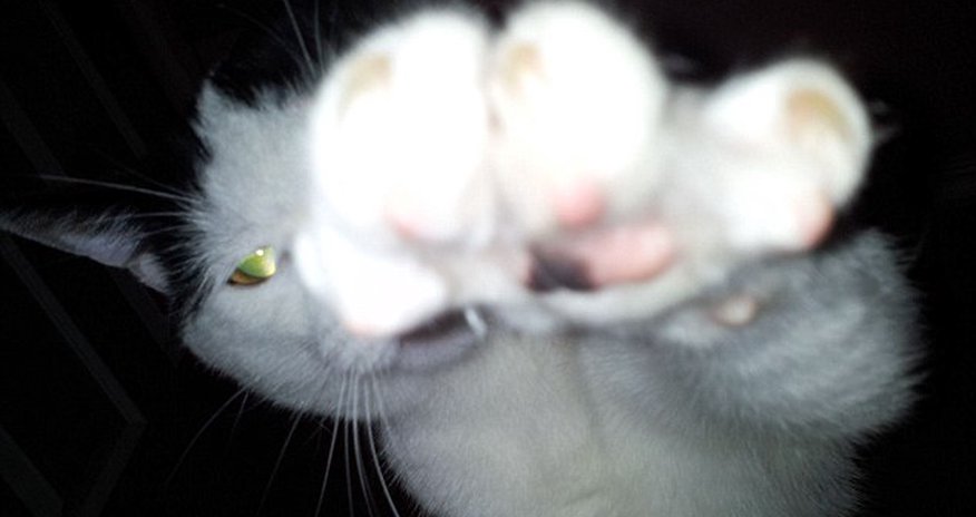 Attack of the 'feline ninja! - PHOTO Attack of the 'feline ninja! - PHOTO
