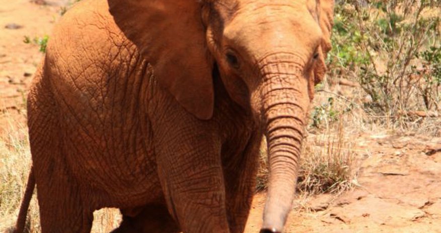 How an elephant orphanage saved Zongoloni - PHOTO How an elephant orphanage saved Zongoloni - PHOTO