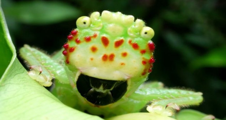 Costa Rican 'ugly bug’ shocks photographer Costa Rican 'ugly bug’ shocks photographer