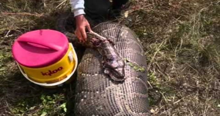 Python kills Bali security guard outside five-star hotel Python kills Bali security guard outside five-star hotel