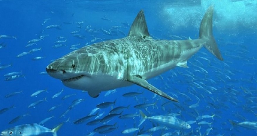 Sharks begin using Twitter to warn surfers Sharks begin using Twitter to warn surfers