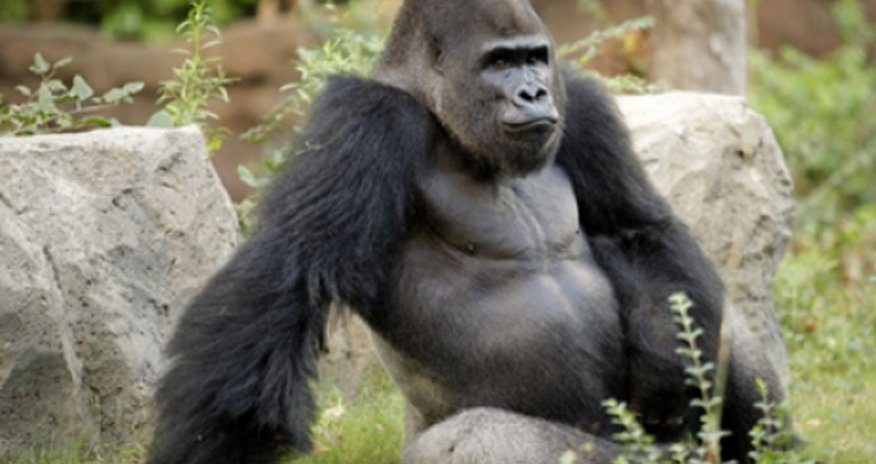Best of 2013: Gorilla shows taunting kids who's boss - VIDEO Best of 2013: Gorilla shows taunting kids who's boss - VIDEO