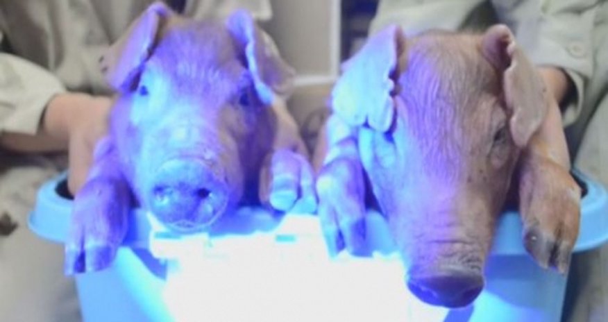 Scientists create the world's first glow-in-the-dark pigs using jellyfish DNA Scientists create the world's first glow-in-the-dark pigs using jellyfish DNA