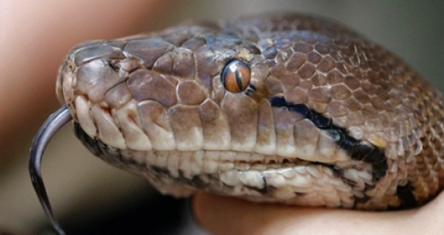 Python kills security guard in Bali - VIDEO Python kills security guard in Bali - VIDEO