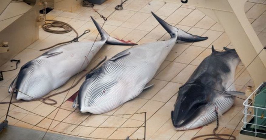 Graphic images of Japan whaling - PHOTO Graphic images of Japan whaling - PHOTO