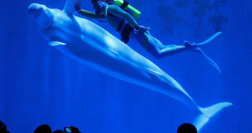 Beautiful photos show whales dancing in unison - PHOTO Beautiful photos show whales dancing in unison - PHOTO