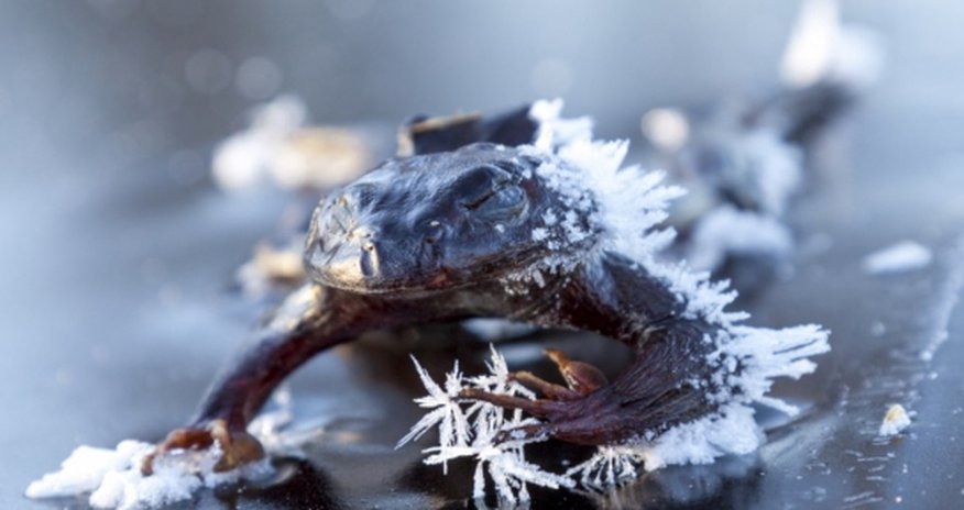 Frog freezes solid while searching for a mate - PHOTO Frog freezes solid while searching for a mate - PHOTO