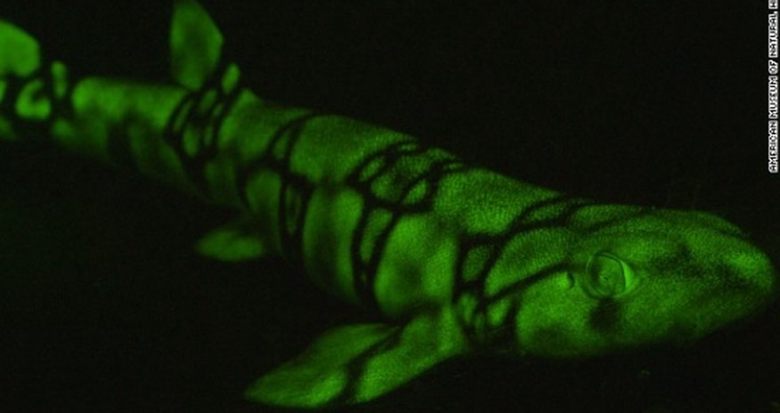 Fish put on new light - PHOTO Fish put on new light - PHOTO