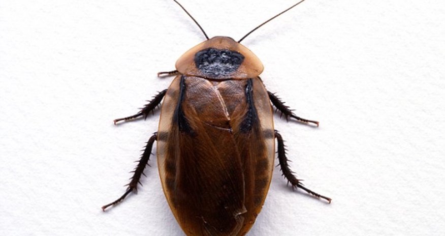 Doctor pulls inch-long cockroach from man ear Doctor pulls inch-long cockroach from man ear