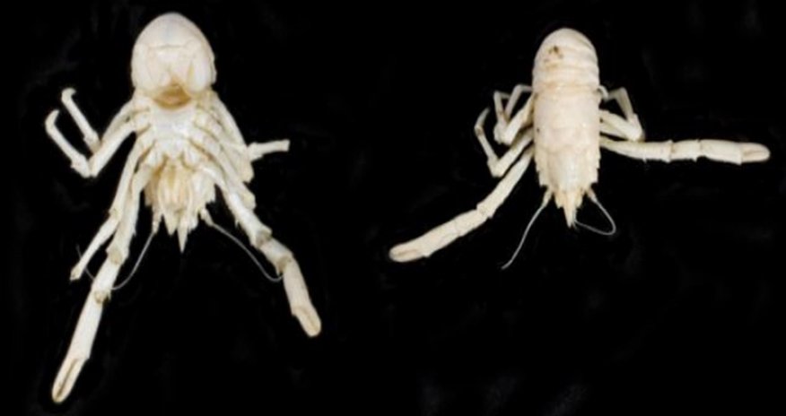New species of lobster named after Nelson Mandela New species of lobster named after Nelson Mandela