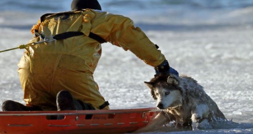13-year-old husky was freed after falling through the ice - PHOTO 13-year-old husky was freed after falling through the ice - PHOTO