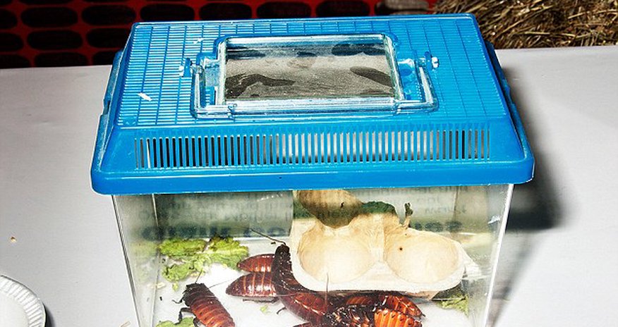 Introducing the weird and wonderful world of niche animal shows - PHOTO Introducing the weird and wonderful world of niche animal shows - PHOTO