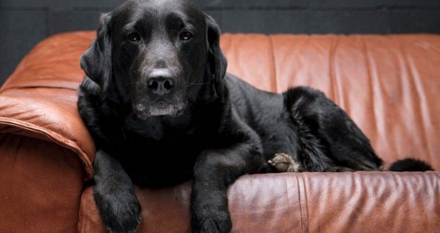 Black dog syndrome means more black dogs are without homes Black dog syndrome means more black dogs are without homes