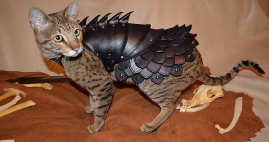 Now your feline can have its own BODY ARMOR Now your feline can have its own BODY ARMOR