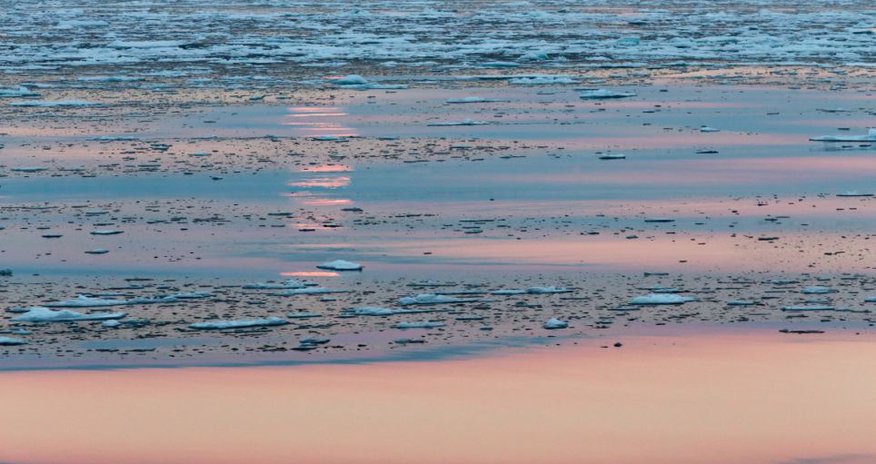 Polar bear takes a nap under a full moon - PHOTO Polar bear takes a nap under a full moon - PHOTO