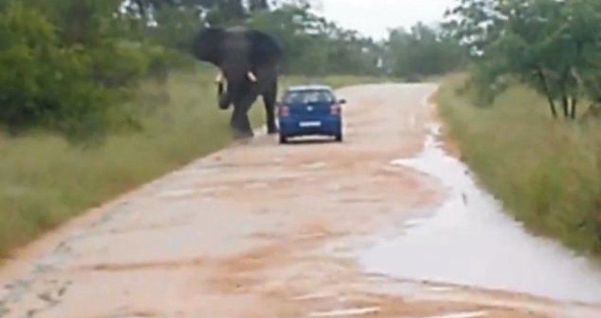 Teacher was gored by an elephant through her door - PHOTO+VIDEO Teacher was gored by an elephant through her door - PHOTO+VIDEO