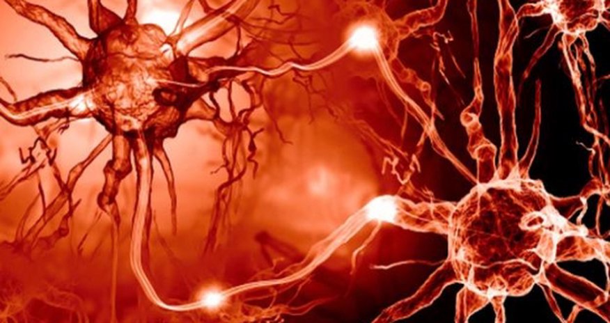 Sex in the brain: A fruitless hunt? Sex in the brain: A fruitless hunt?