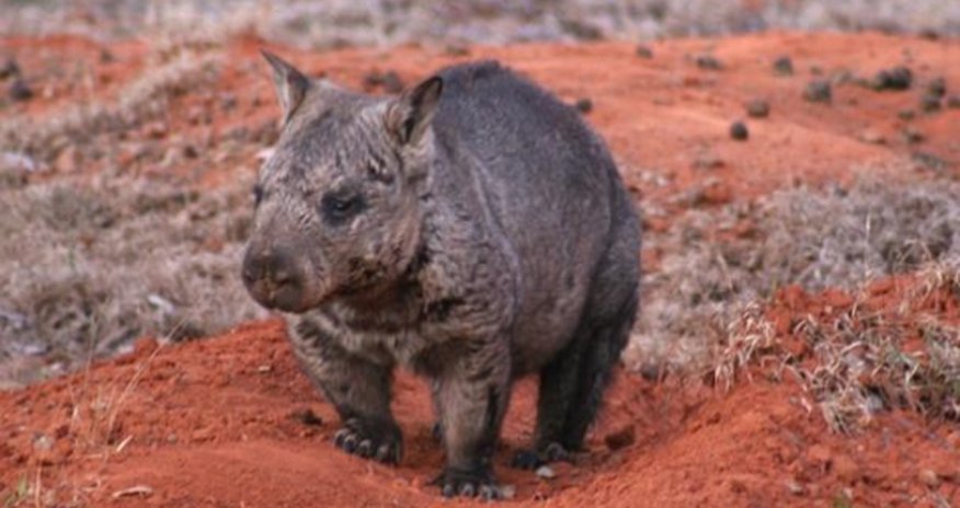 Protecting a wombat species that is as fast as Usain Bolt Protecting a wombat species that is as fast as Usain Bolt