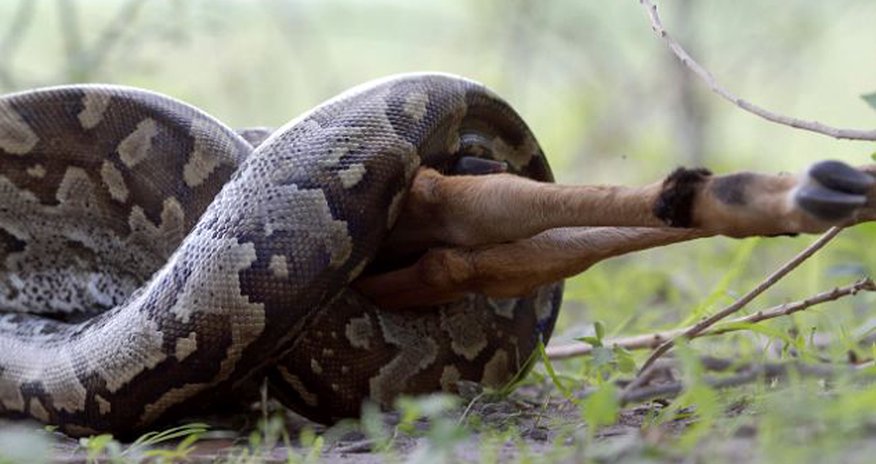 Python swallows whole antelope in under an hour - PHOTO+VIDEO Python swallows whole antelope in under an hour - PHOTO+VIDEO