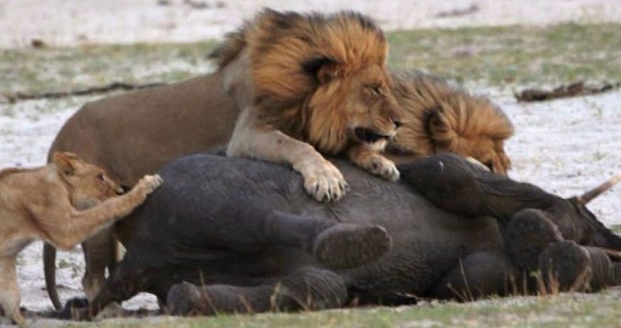 Watch moment hungry lion takes down fleeing elephant on his OWN - PHOTO+VIDEO Watch moment hungry lion takes down fleeing elephant on his OWN - PHOTO+VIDEO