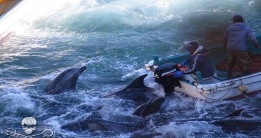 Stressed, bloody dolphins await slaughter in Japan's Taiji Cove - PHOTO+VIDEO Stressed, bloody dolphins await slaughter in Japan's Taiji Cove - PHOTO+VIDEO