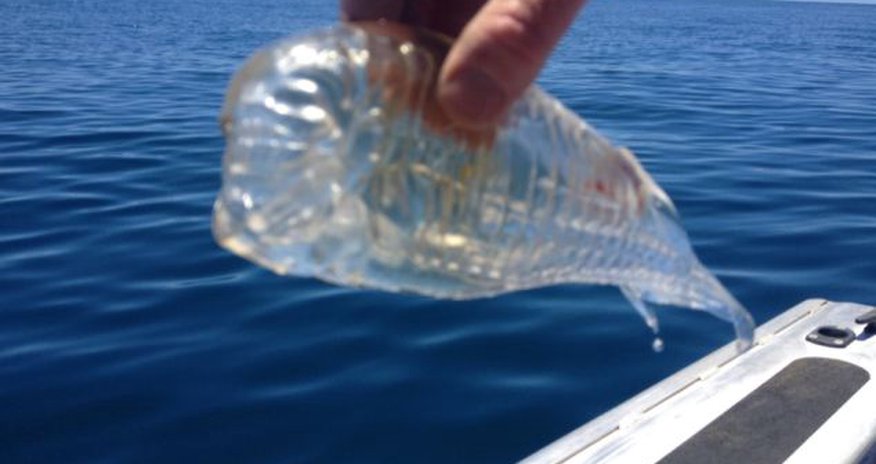 Transparent fish! - PHOTO Transparent fish! - PHOTO