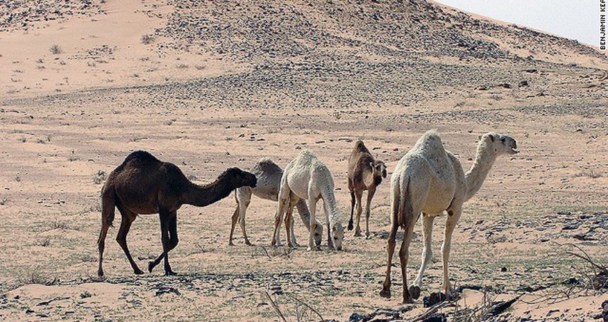 First dinosaur bones in Saudi Arabia discovered - PHOTO First dinosaur bones in Saudi Arabia discovered - PHOTO