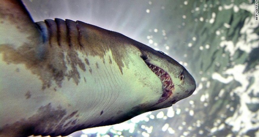 Shark culling begins in Western Australia, angering conservationists Shark culling begins in Western Australia, angering conservationists