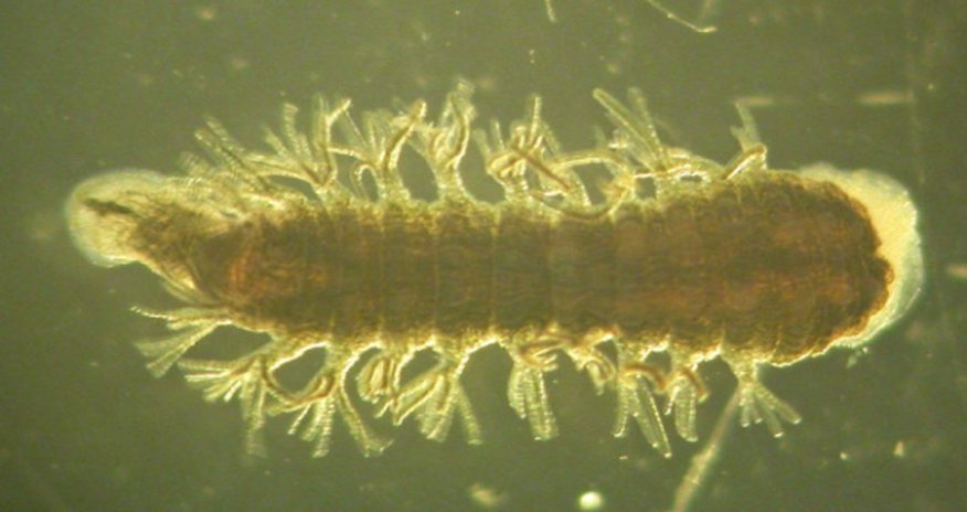 This 'Super Leech' Can Survive At -320 Degrees This 'Super Leech' Can Survive At -320 Degrees