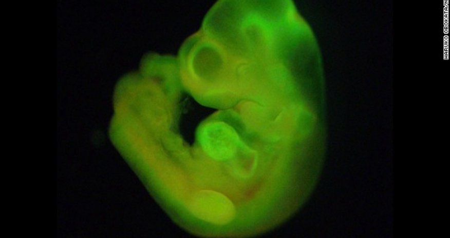 Stem cell breakthrough may be simple, fast, cheap Stem cell breakthrough may be simple, fast, cheap