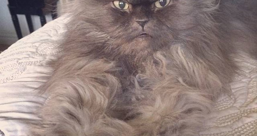 Internet mourns the cat with the longest hair in the world - PHOTO+VIDEO Internet mourns the cat with the longest hair in the world - PHOTO+VIDEO