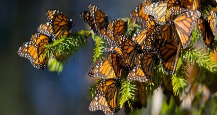 Monarch Butterfly Populations Hit Record-Low Monarch Butterfly Populations Hit Record-Low