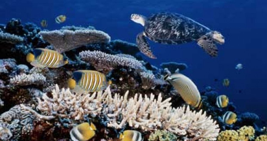 Australia to permit dredge dumping near Barrier Reef for world's biggest coal port Australia to permit dredge dumping near Barrier Reef for world's biggest coal port