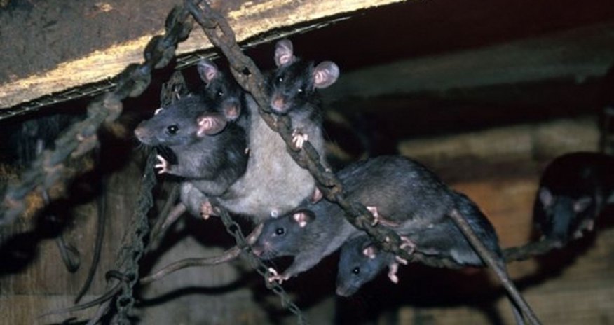 Giant rats ‘bigger than sheep’ could roam the earth in future Giant rats ‘bigger than sheep’ could roam the earth in future