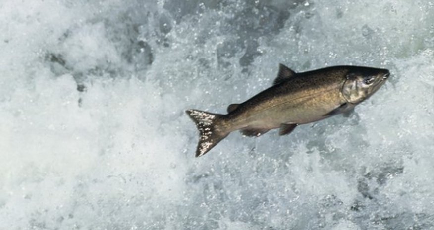Pacific salmon migrate with a 'magnetic map' Pacific salmon migrate with a 'magnetic map'