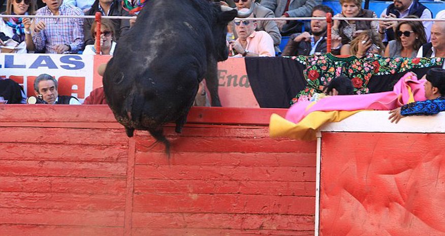 Half tonne bull attempts to flee Mexico's famous bullring - PHOTO Half tonne bull attempts to flee Mexico's famous bullring - PHOTO