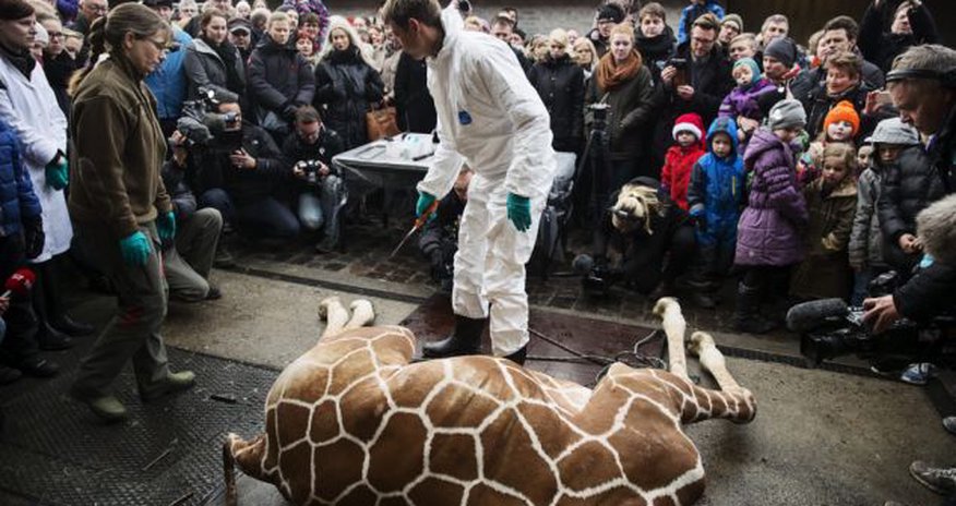 Zookeepers kill healthy baby giraffe with a bolt gun - PHOTO Zookeepers kill healthy baby giraffe with a bolt gun - PHOTO
