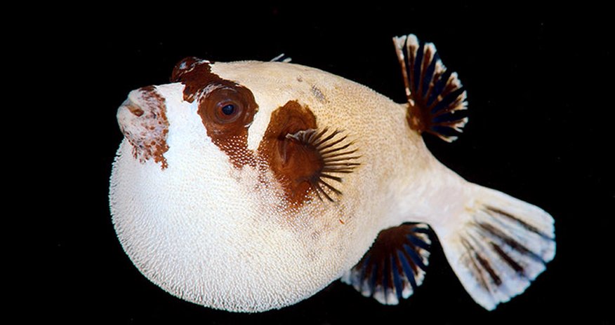 Underwater nightlife in the Red Sea - PHOTO Underwater nightlife in the Red Sea - PHOTO