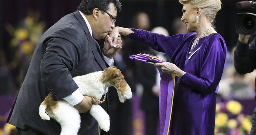 Wire fox terrier wins best in show at Westminster - PHOTO Wire fox terrier wins best in show at Westminster - PHOTO