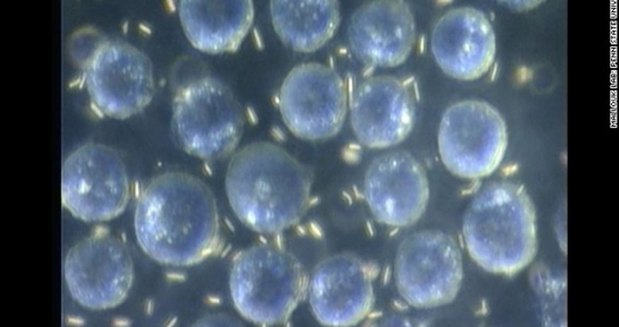 Scientists control tiny motors inside cells Scientists control tiny motors inside cells