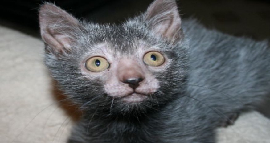 Breeders develop a CAT that looks like a WEREWOLF and acts like a DOG Breeders develop a CAT that looks like a WEREWOLF and acts like a DOG