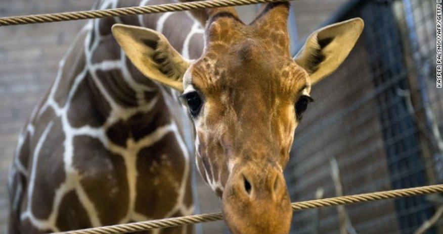 No plans to kill 2nd giraffe named Marius, Danish zoo says No plans to kill 2nd giraffe named Marius, Danish zoo says