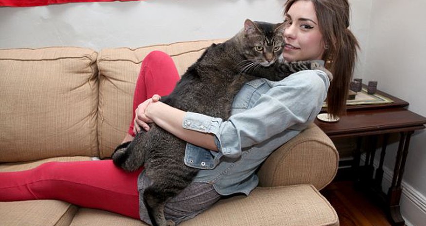 Pickles, the three-foot rescue cat weighing 21 pounds - PHOTO Pickles, the three-foot rescue cat weighing 21 pounds - PHOTO