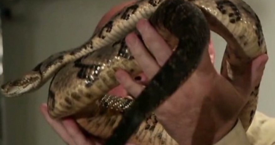 A faithful death: Why a snake handler refused treatment A faithful death: Why a snake handler refused treatment
