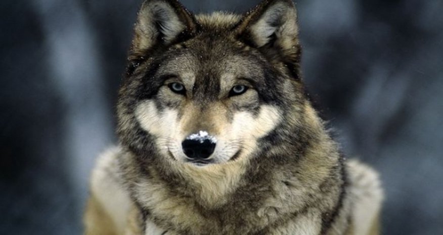 US luger ‘spots wolf wandering down her hall’ - VIDEO US luger ‘spots wolf wandering down her hall’ - VIDEO