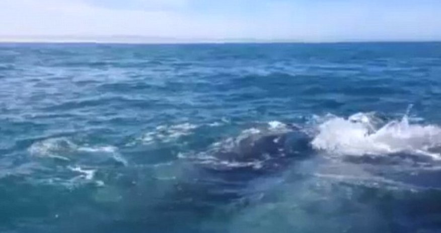 Slapped in the face by a whale's tail - PHOTO+VIDEO Slapped in the face by a whale's tail - PHOTO+VIDEO