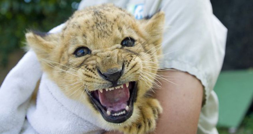 Cute lion cub works on his roar - PHOTO Cute lion cub works on his roar - PHOTO